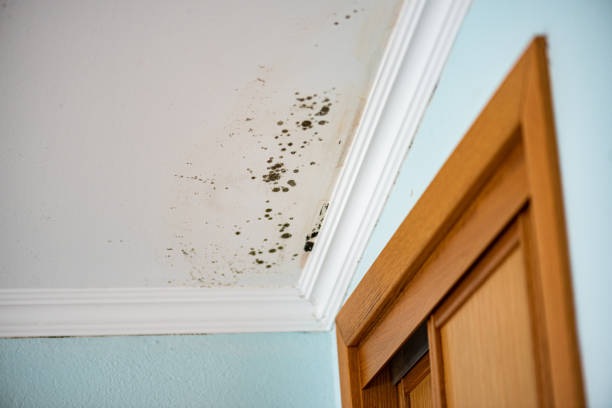 Best Attic Mold Removal  in Patton Village, TX