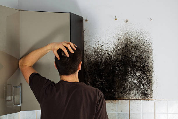 Best Mold Damage Repair  in Patton Village, TX